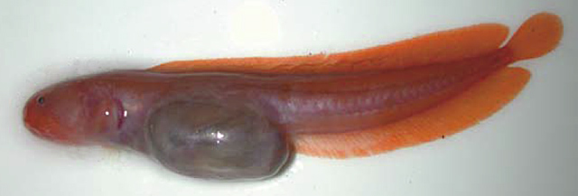 安氏似喉鳍深鳚(Dermatopsoides andersoni)