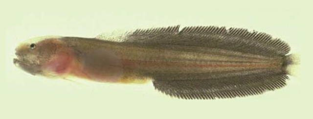 慕氏似喉鳍深鳚(Dermatopsoides morrisonae)
