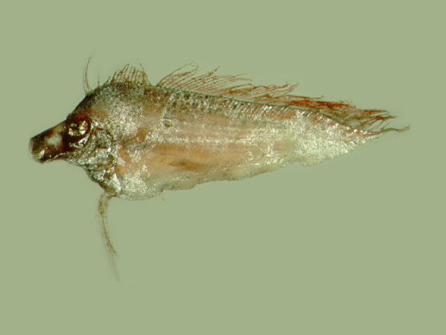 多斑扇尾鱼(Desmodema polystictum)