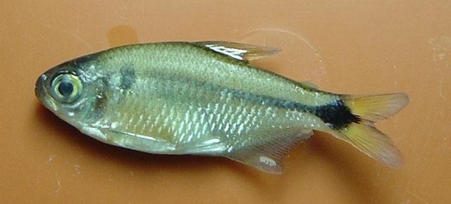 兰格氏副齿脂鲤(Deuterodon langei)