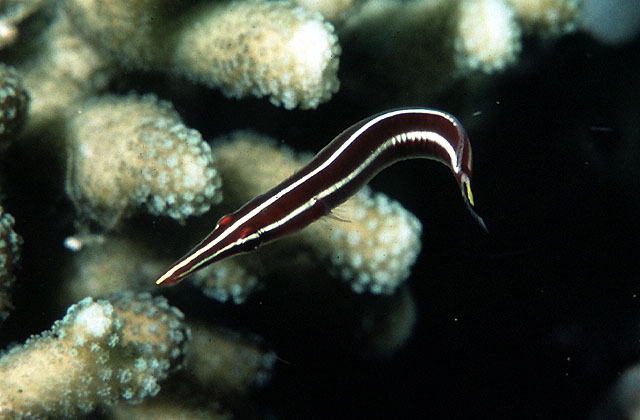 线纹环盘鱼(Diademichthys lineatus)