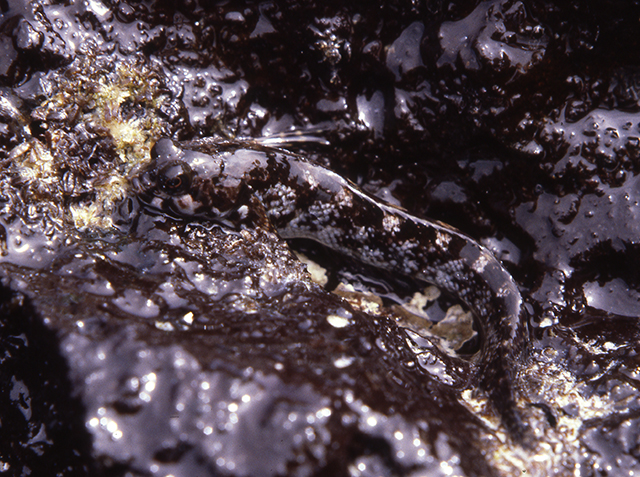 暗色苍脂鳚(Dialommus fuscus)