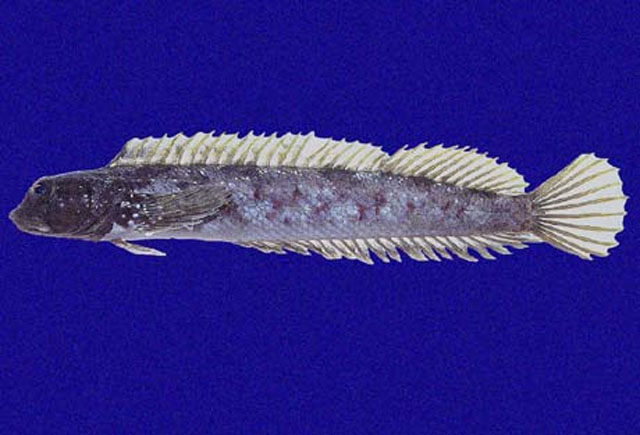 大头苍脂鳚(Dialommus macrocephalus)