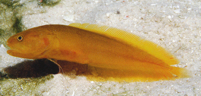 新几内亚猎神深鳚(Diancistrus novaeguineae)