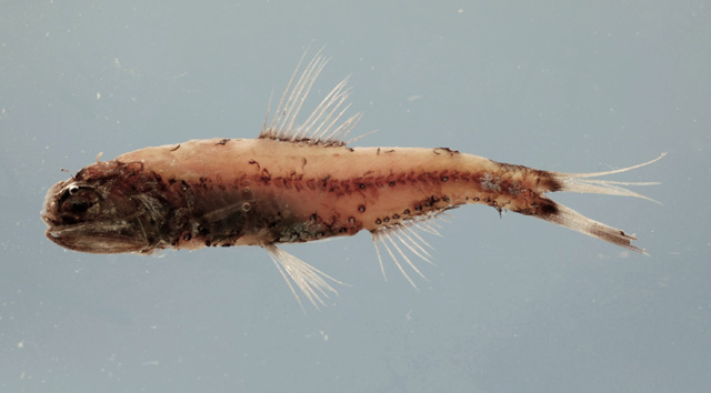 腺眶灯鱼(Diaphus adenomus)