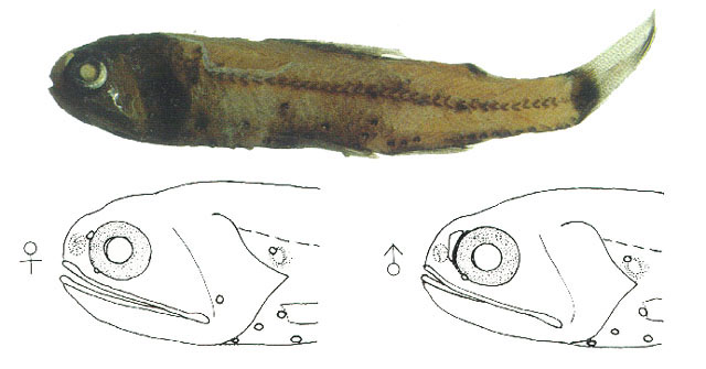 杜氏眶灯鱼(Diaphus dumerilii)