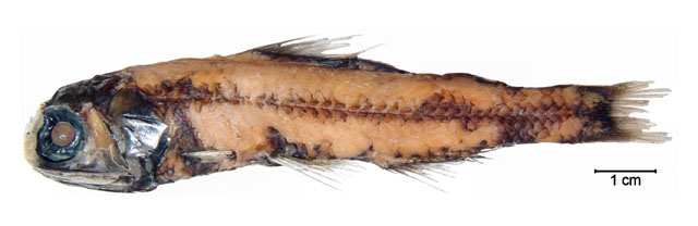 巴西眶灯鱼(Diaphus effulgens)