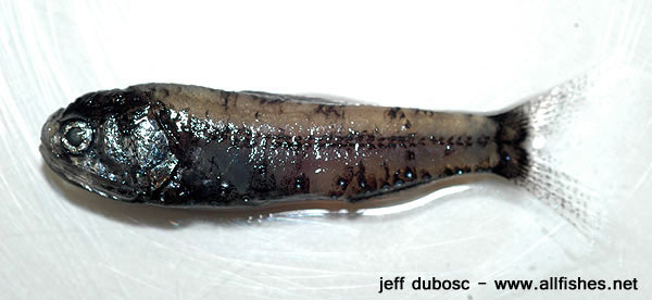 颜氏眶灯鱼(Diaphus jenseni)