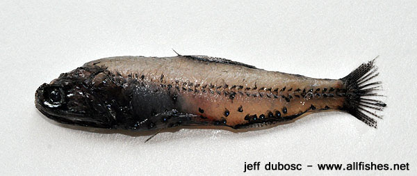 吕氏眶灯鱼(Diaphus luetkeni)