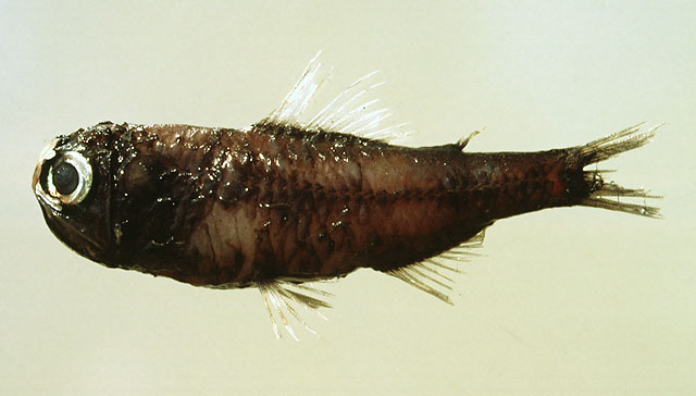高体眶灯鱼(Diaphus metopoclampus)