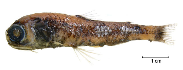 短距眶灯鱼(Diaphus mollis)