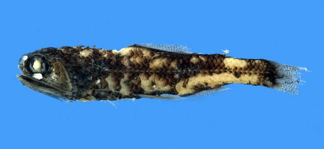 光腺眶灯鱼(Diaphus suborbitalis)