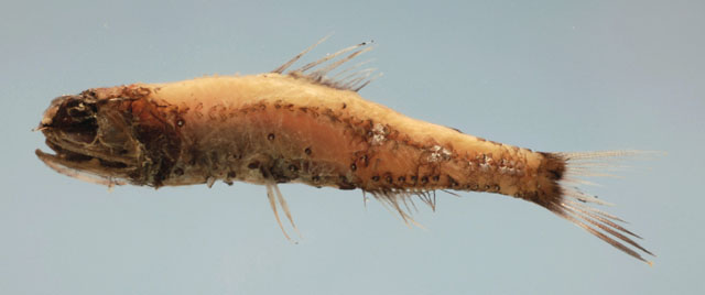 多耙眶灯鱼(Diaphus termophilus)