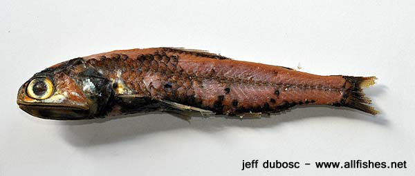 渡濑眶灯鱼(Diaphus watasei)