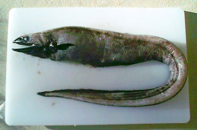 南非舒鳃鳗(Diastobranchus capensis)