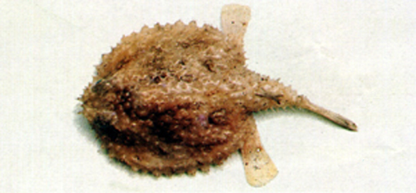 日本长鳍蝠鱼(Dibranchus japonicus)