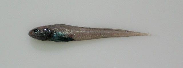 五指丝指鼬鳚(Dicrolene quinquarius)