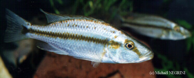 扁头恐怖丽鱼(Dimidiochromis compressiceps)