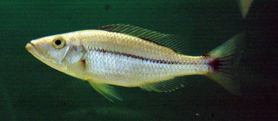 纵带恐怖丽鱼(Dimidiochromis dimidiatus)