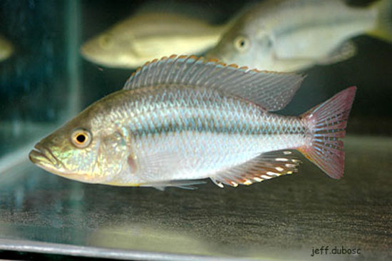 细条恐怖丽鱼(Dimidiochromis strigatus)