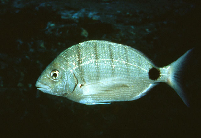 卡氏重牙鲷(Diplodus cadenati)