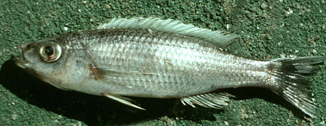 沼泽双弓齿丽鱼(Diplotaxodon limnothrissa)