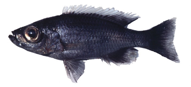 大眼双弓齿丽鱼(Diplotaxodon macrops)