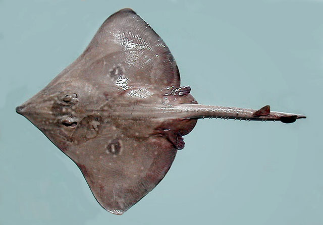 蓝长吻鳐(Dipturus batis)