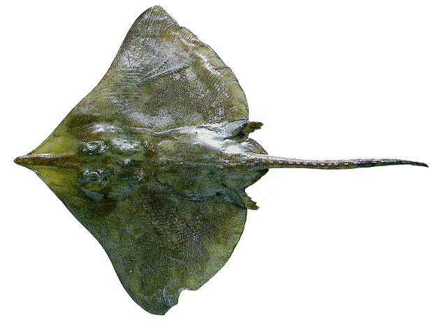 布利斯长吻鳐(Dipturus bullisi)