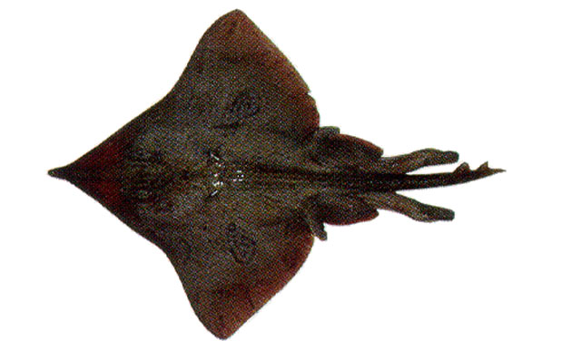 黄吻长吻鳐(Dipturus flavirostris)