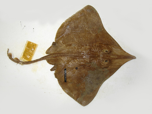 光背长吻鳐(Dipturus innominatus)