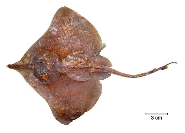 细尾长吻鳐(Dipturus leptocauda)