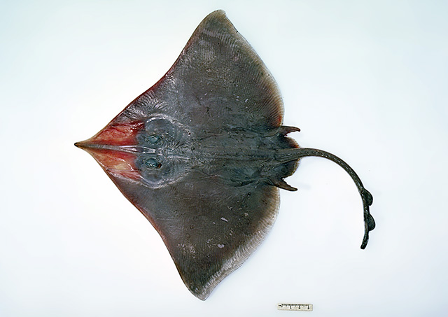 黑点长吻鳐(Dipturus melanospilus)