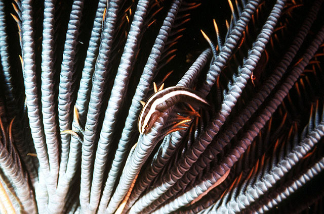 琉球盘孔喉盘鱼(Discotrema crinophilum)