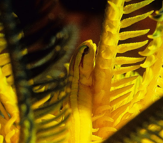 单綫盘孔喉盘鱼(Discotrema monogrammum)