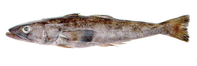 小鳞犬牙南极鱼(Dissostichus eleginoides)