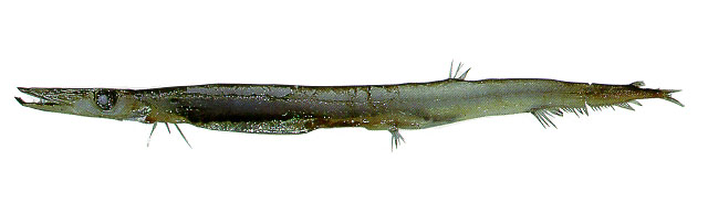 几内亚长蜥鱼(Dolichosudis fuliginosa)