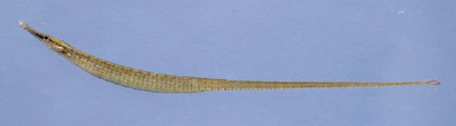 小口枪吻海龙(Doryichthys contiguus)
