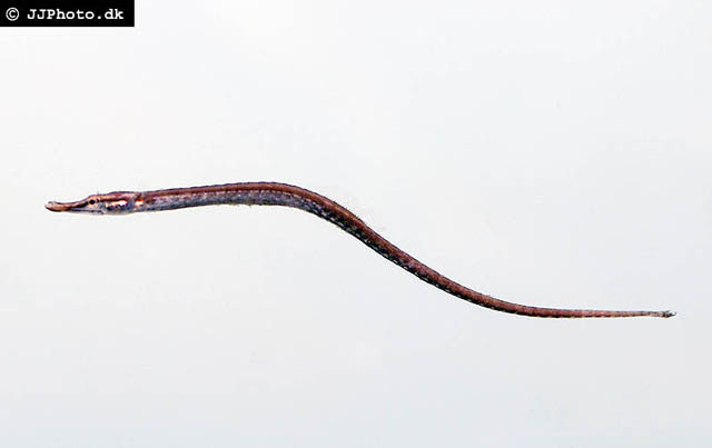 湄公河枪吻海龙(Doryichthys deokhatoides)