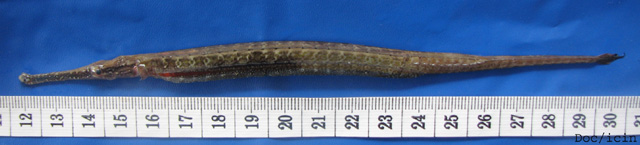 异体枪吻海龙(Doryichthys heterosoma)