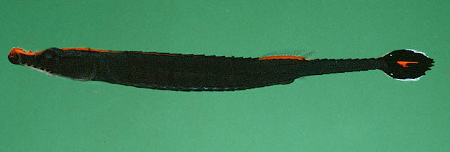 金带矛吻海龙(Doryrhamphus aurolineatus)