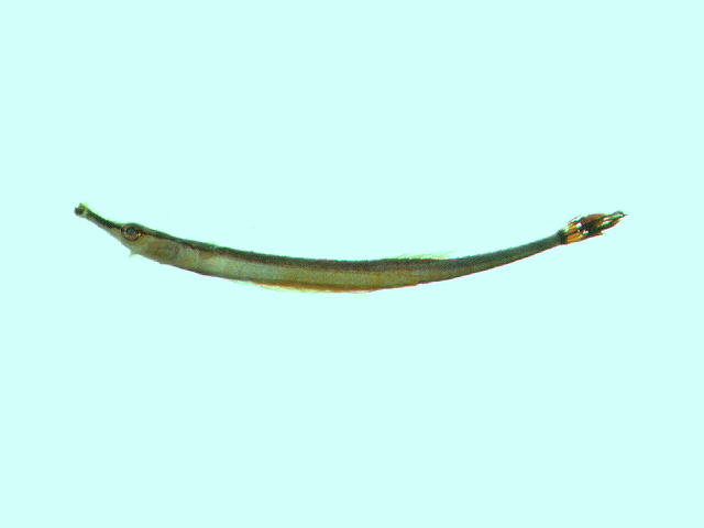 Doryrhamphus excisus excisus(Doryrhamphus excisus excisus)