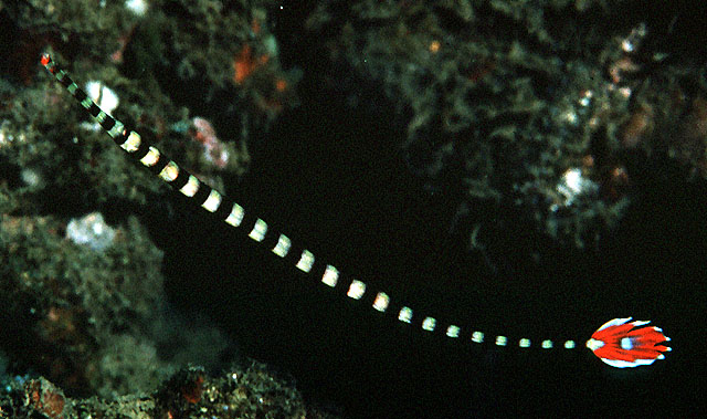 带纹斑节海龙(Dunckerocampus dactyliophorus)