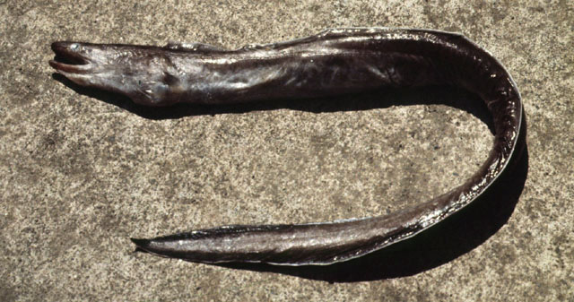 前肛鳗(Dysomma anguillare)