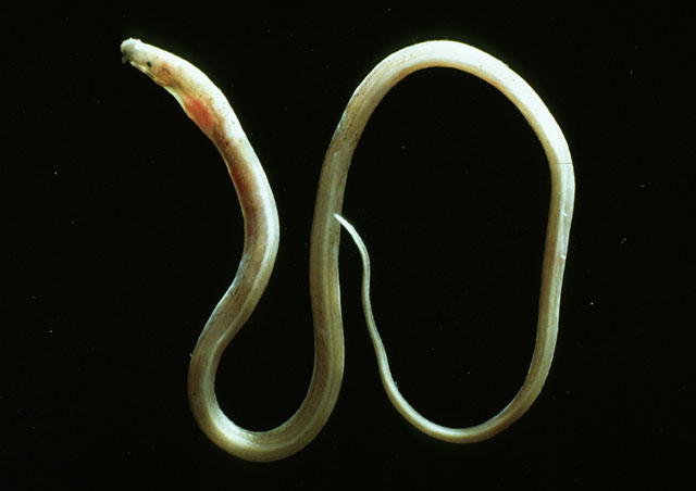 短吻前肛鳗(Dysomma brevirostre)