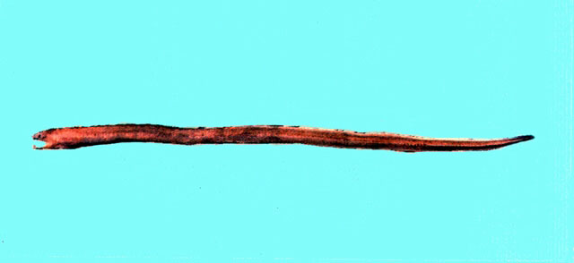 长身前肛鳗(Dysomma dolichosomatum)