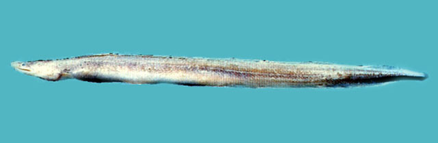 高氏前肛鳗(Dysomma goslinei)