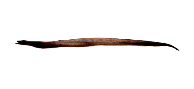黑尾前肛鳗(Dysomma melanurum)