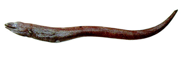 后肛鳗(Dysommina rugosa)