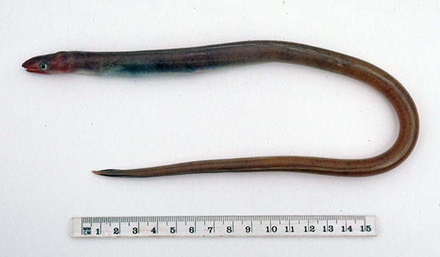 小尾鳍蠕鳗(Echelus uropterus)
